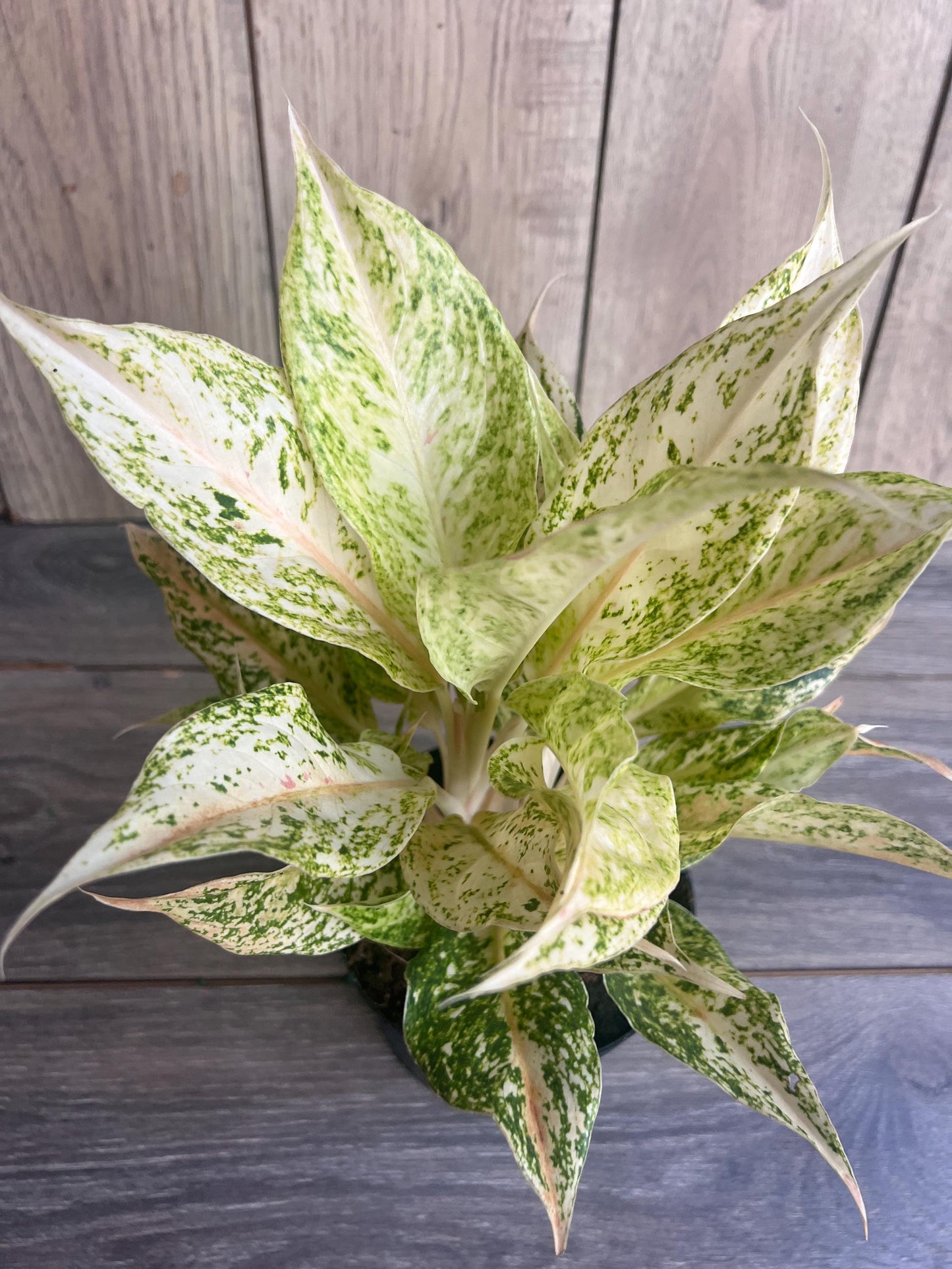 Aglaonema Lochai in 6", rare Aglaonema