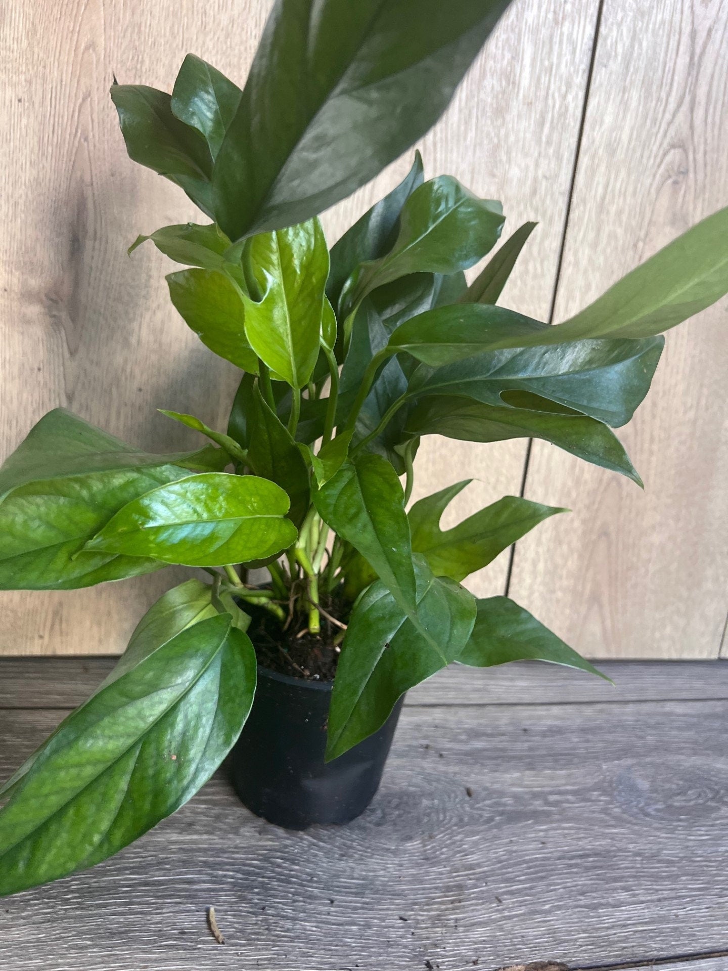 Baltic Blue Pothos, Epipremnum pinnatum in 4" Pot
