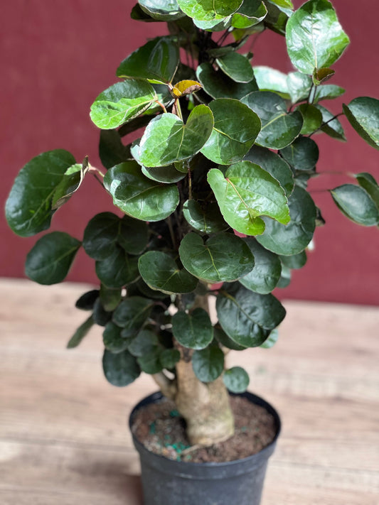 Aralia Fabian Stump 6" Pot, house plant, indoor plant