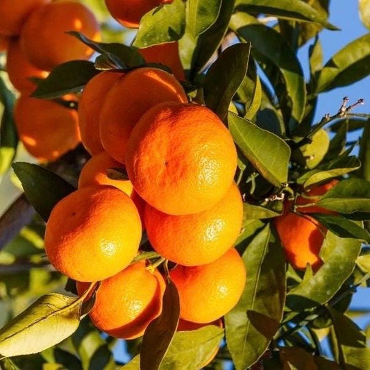 Owari Tangerine Tree in half Gallon Pot, Grafted, Cold Hardy,  Florida Shipping Only