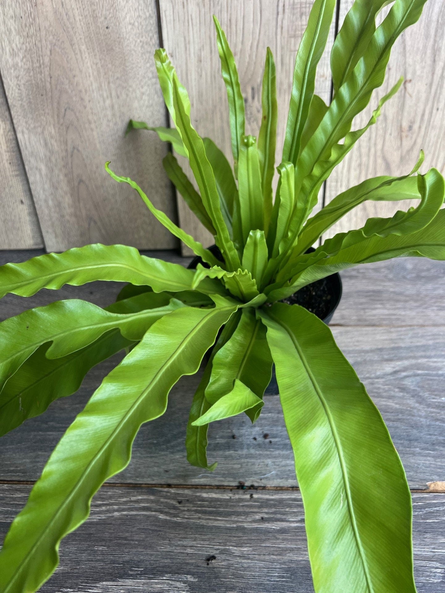 Asplenium Bird Nest Fern in 6" pot