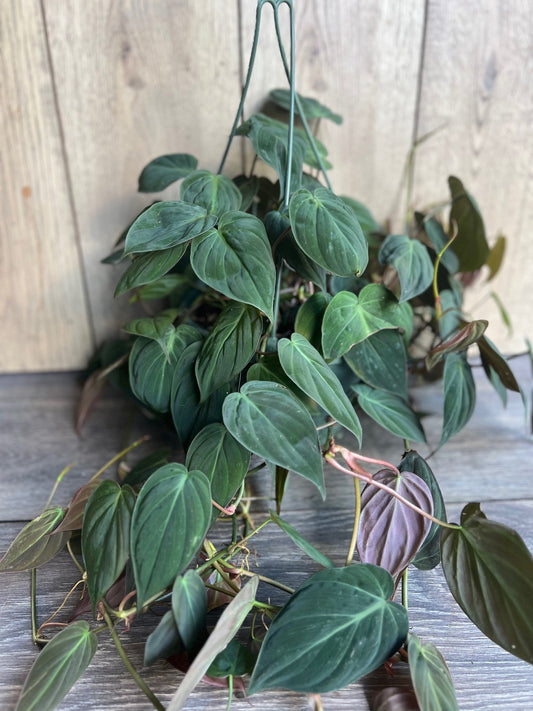 Philodendron Micans in 8'' HB pot
