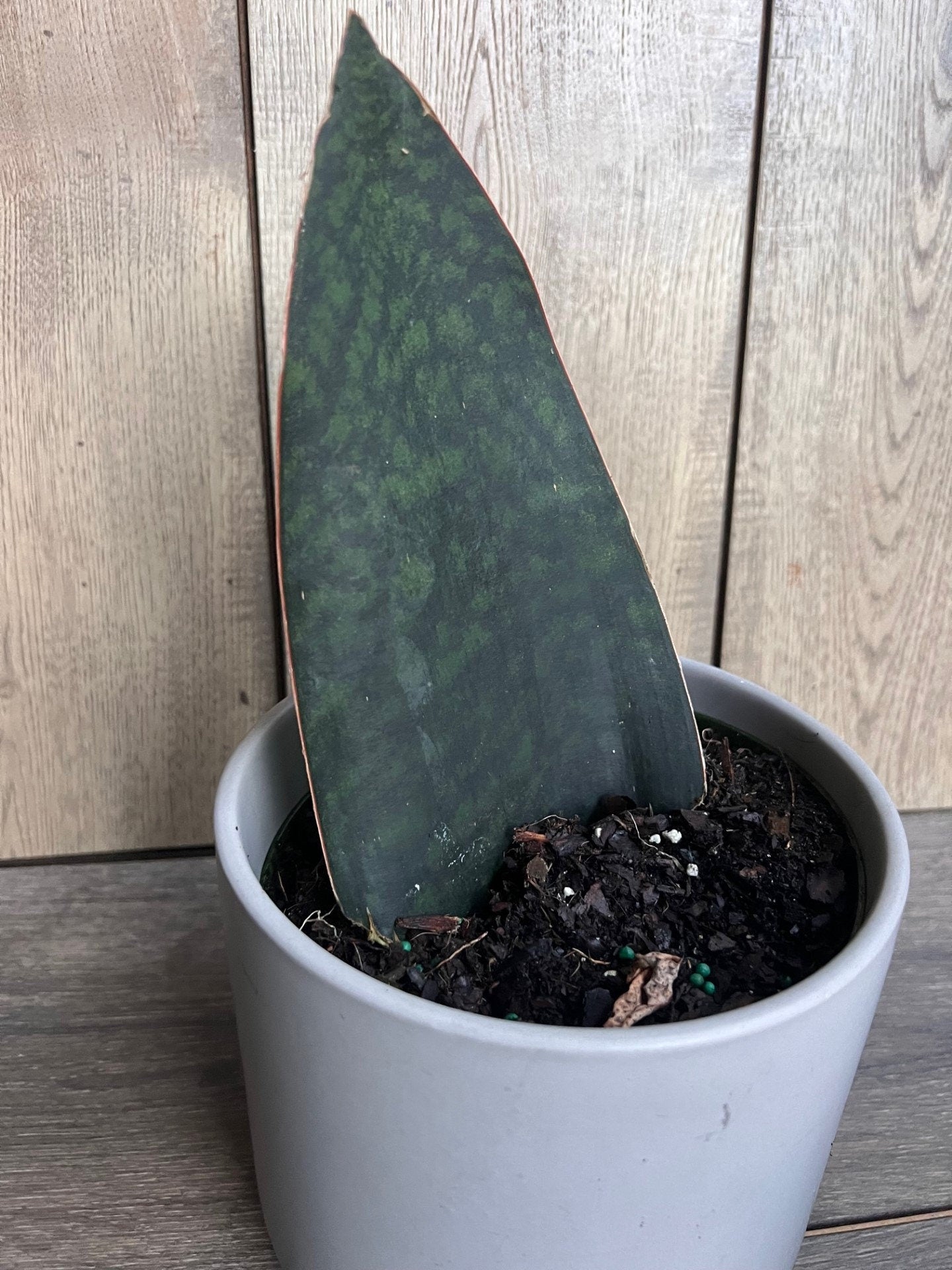 Sansevieria Masoniana, Sansevieria Whale Fin, Snake Plant in 6" Pot