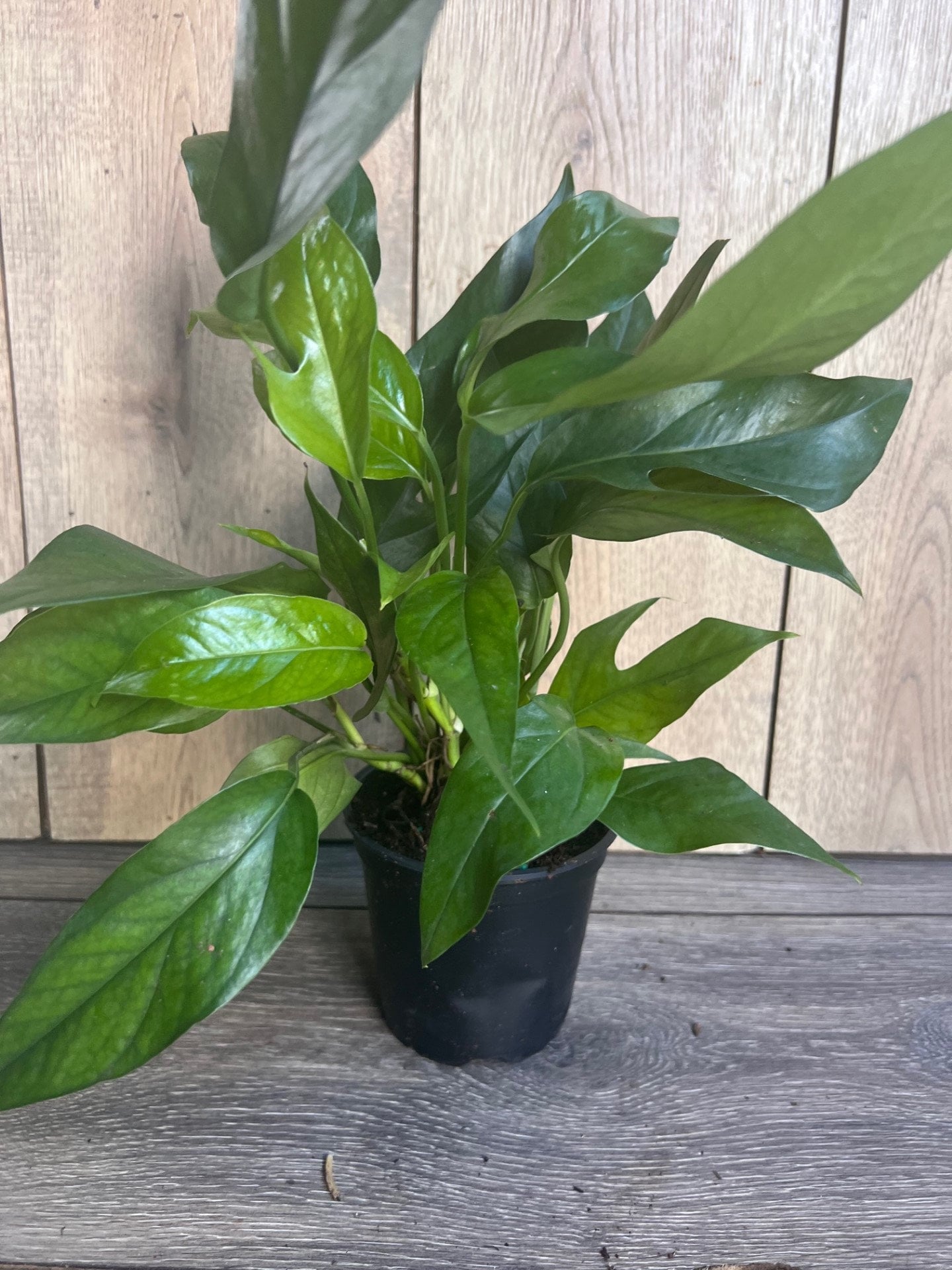 Baltic Blue Pothos, Epipremnum pinnatum in 4" Pot