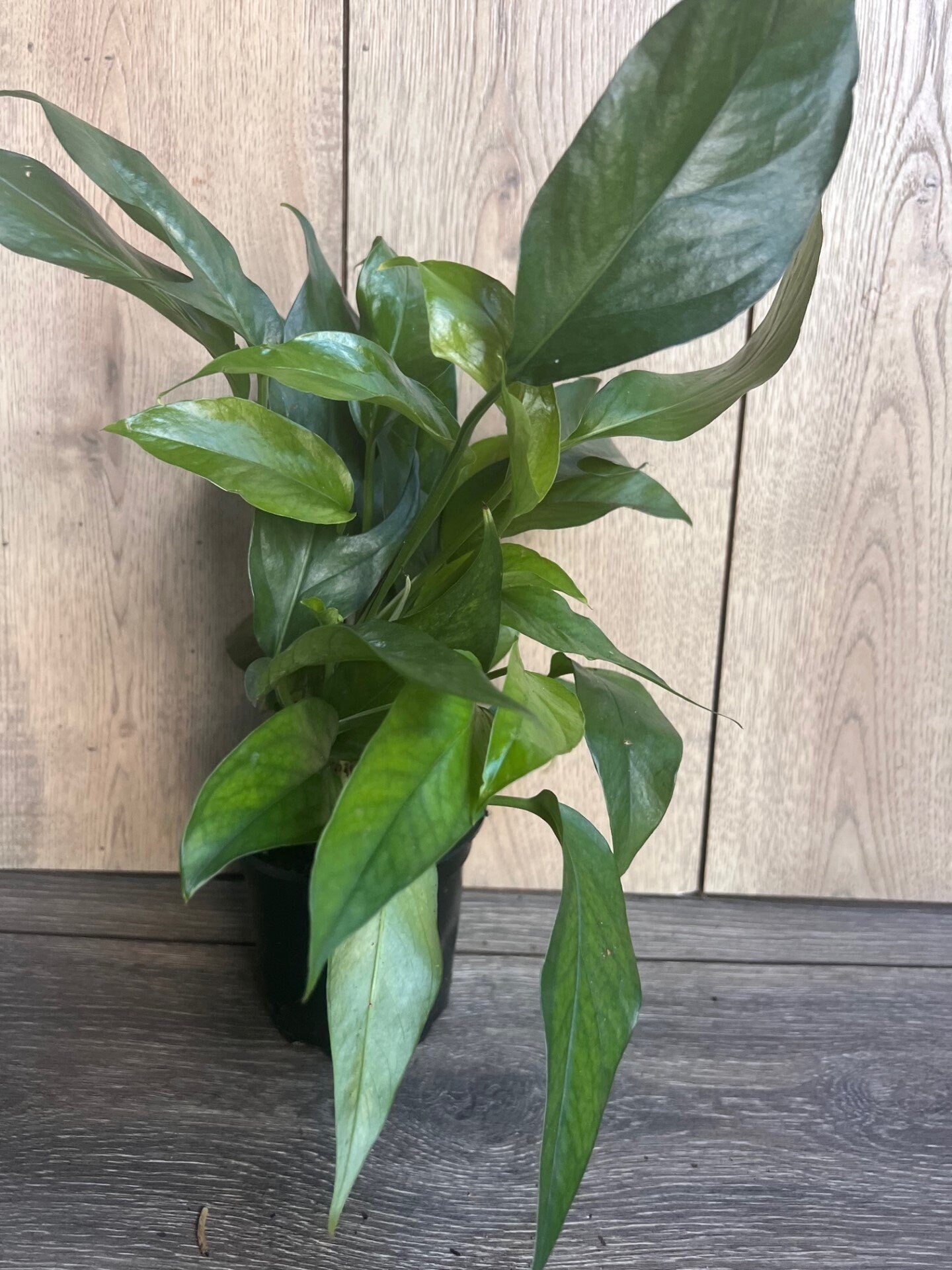 Baltic Blue Pothos, Epipremnum pinnatum in 4" Pot