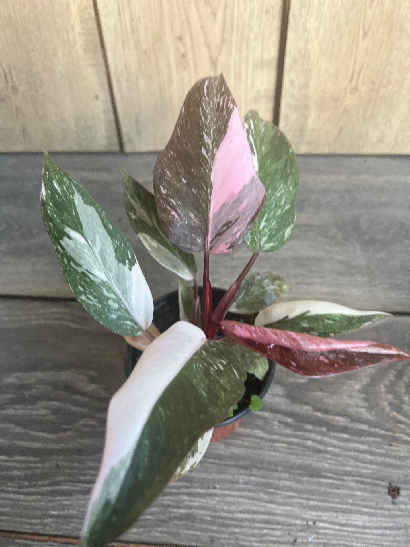 Philodendron pink princess Marble in 4" Pot, High Variegation