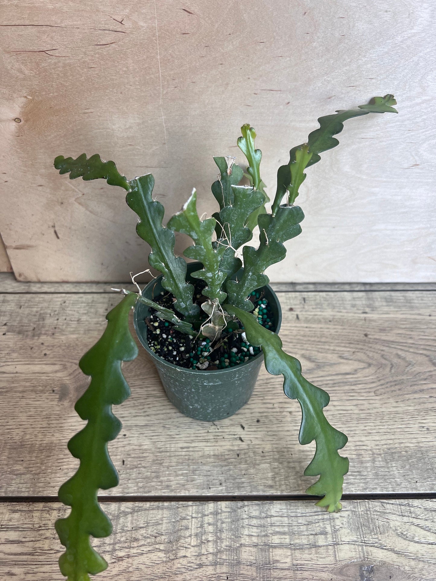 Anguliger Ric Rac Cactus, Epiphyllum , Zig Zag Cactus -in 4" Pot