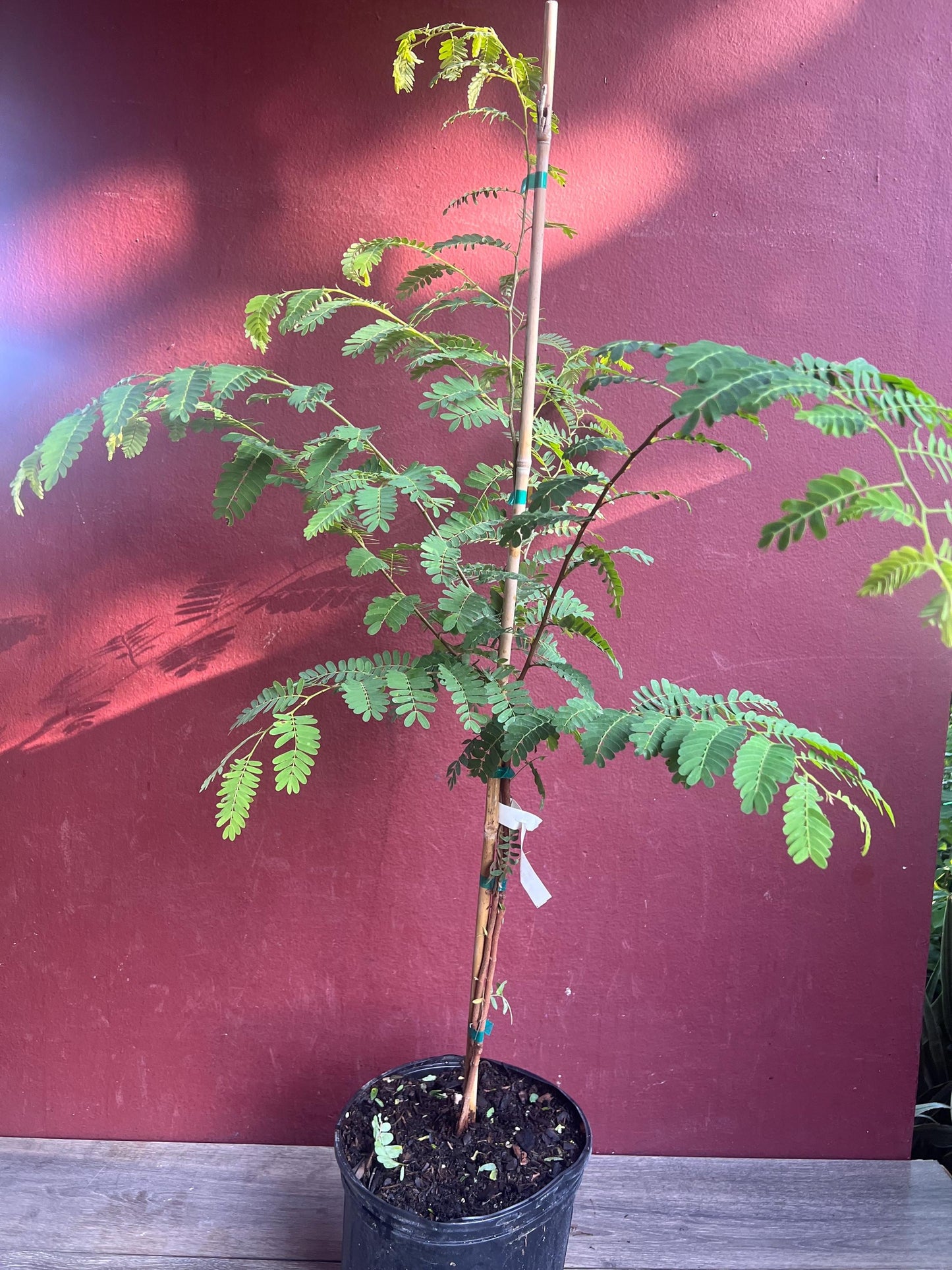 Tamarind tree, Tamarindus indica in 3 gallon Pot, Pohon Asem