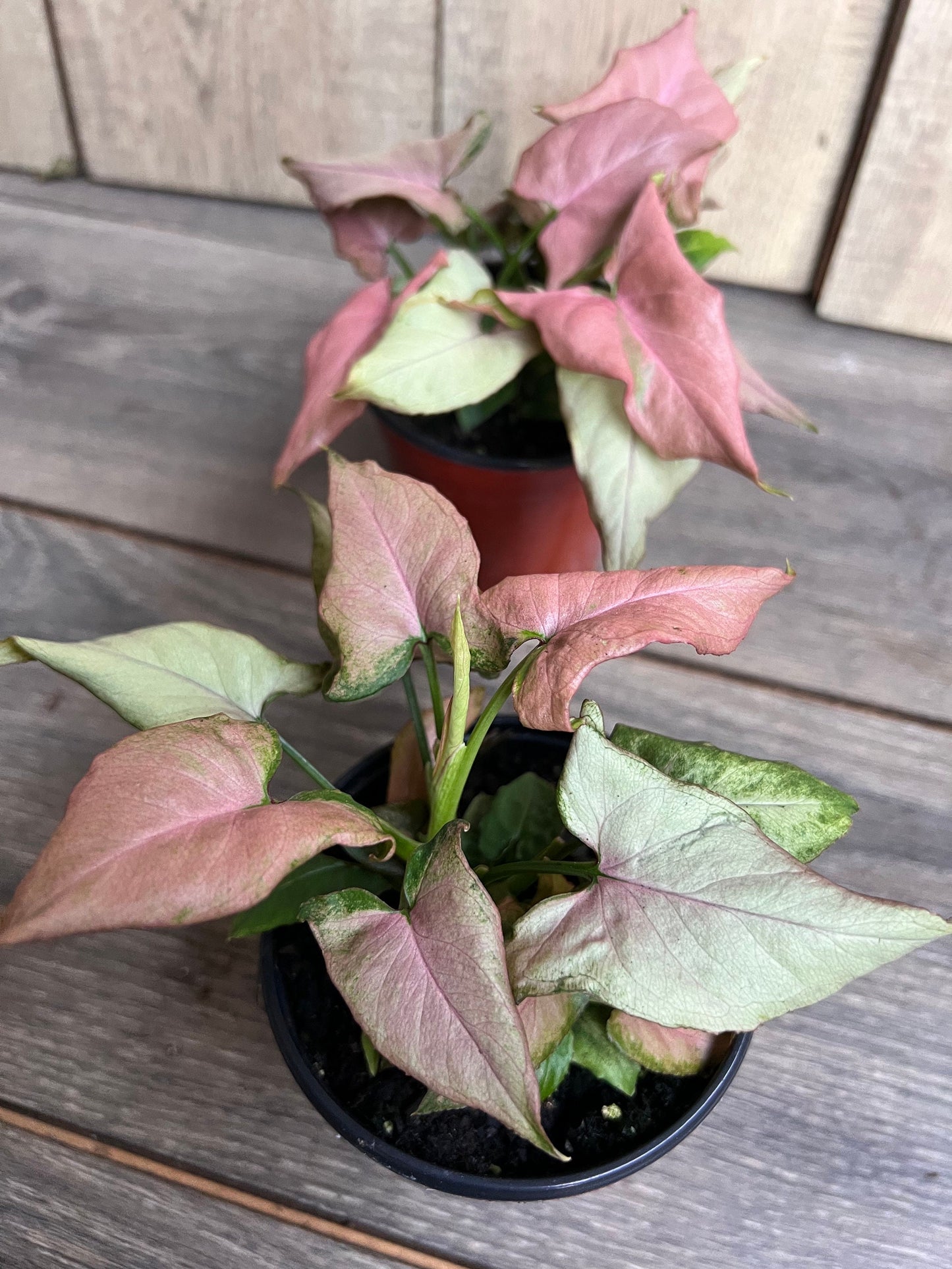 Syngonium Pink schott, Pink Perfection in 4' Pot