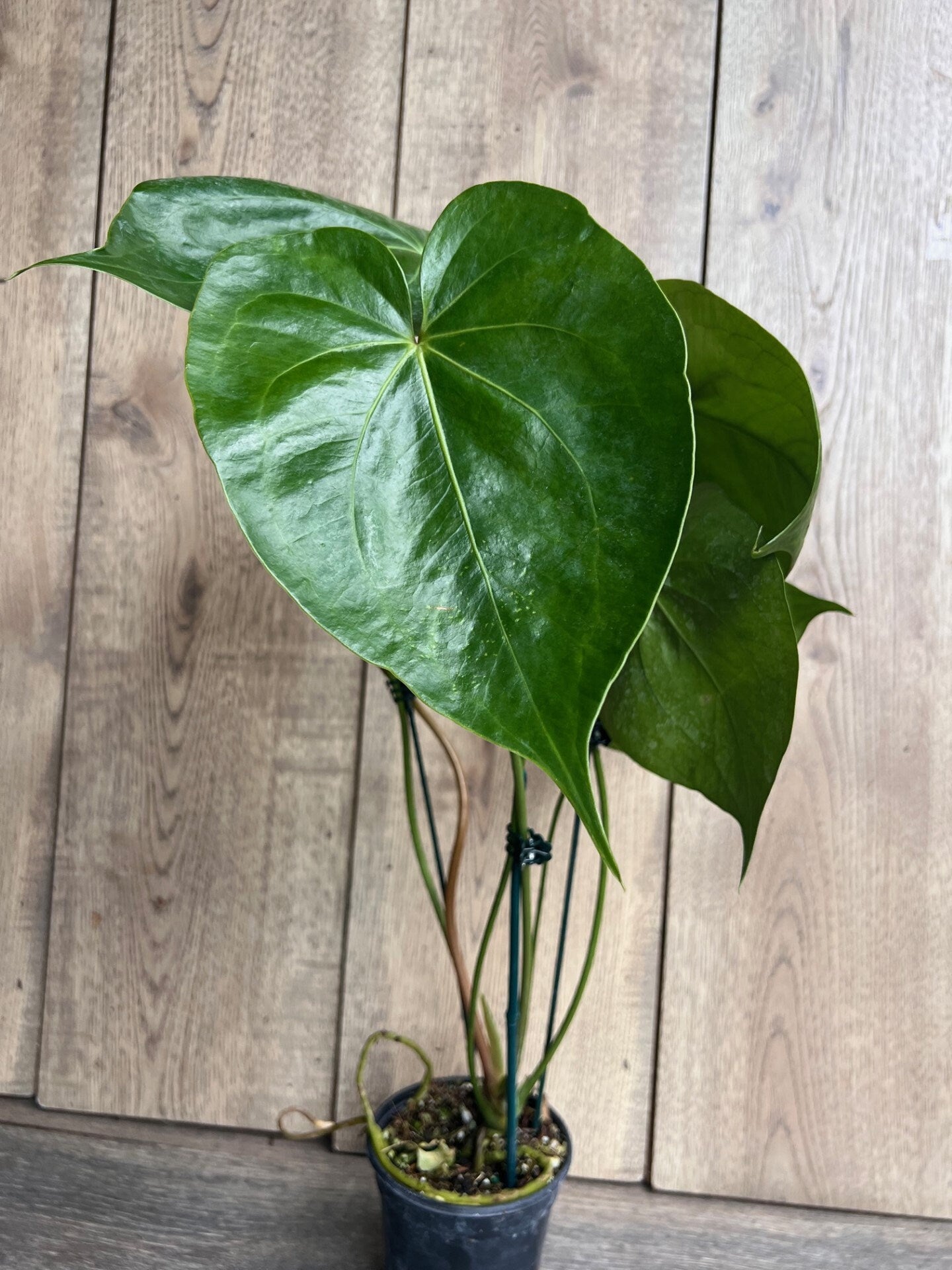 Anthurium faustomirandae,  Faustino’s Giant in 4" Pot