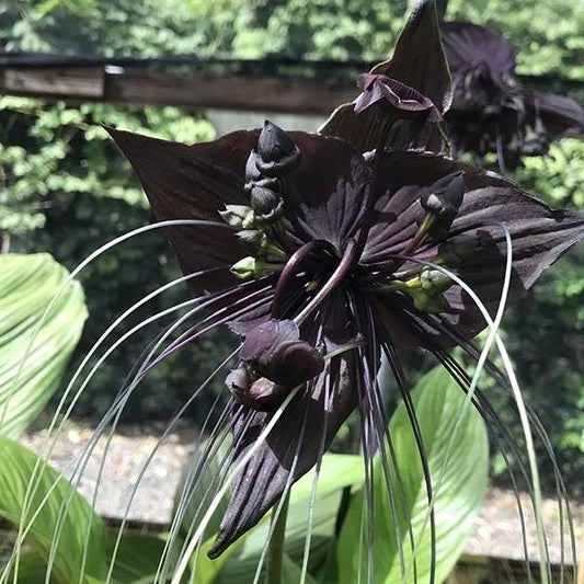 Tacca chantrieri, Bat flower in 4" pot, black bat Flower