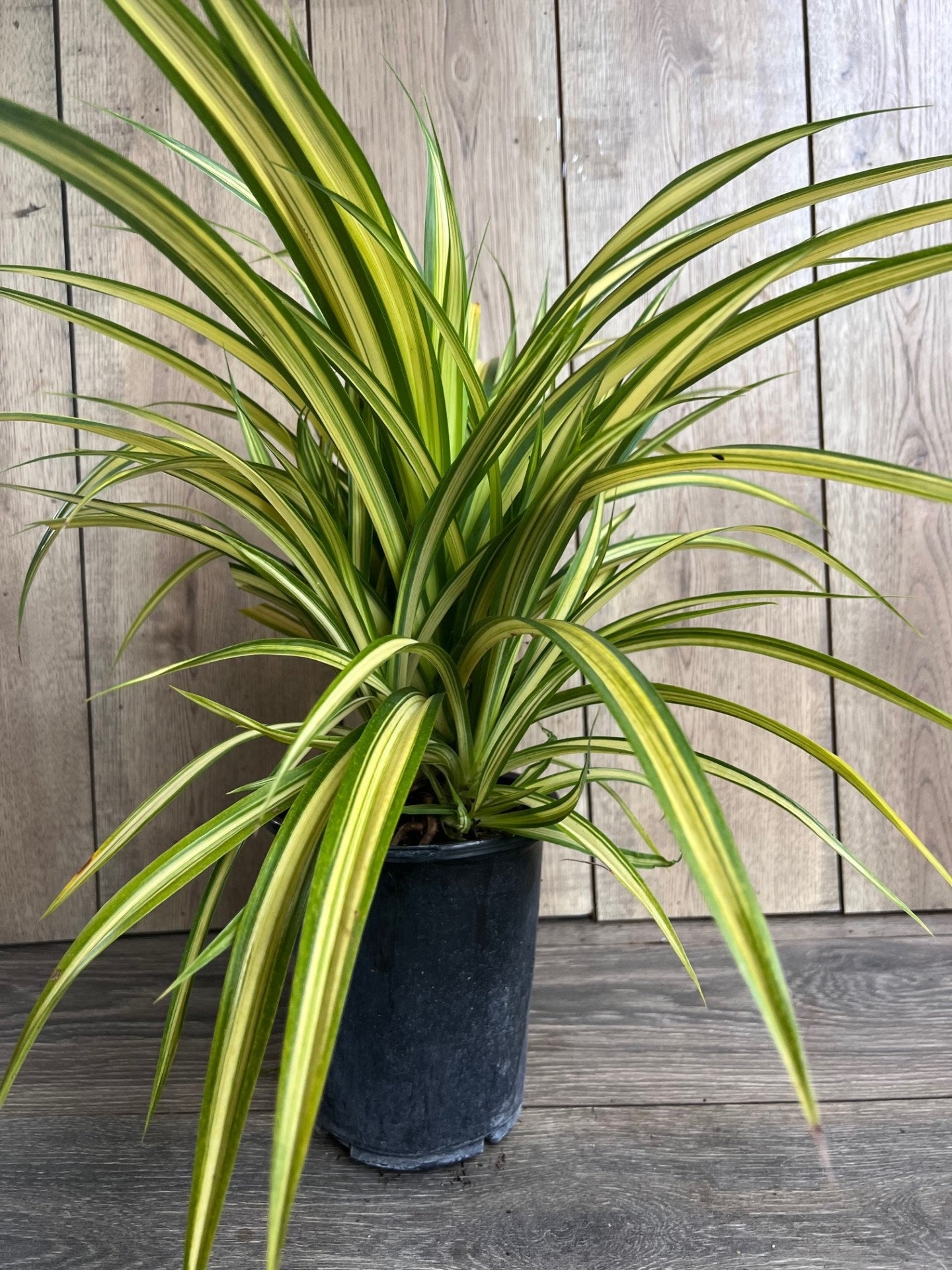 Pandanus baptistii Aureus - Variegated Dwarf Pandanus in 1/2 Gallon Pot,  pandan