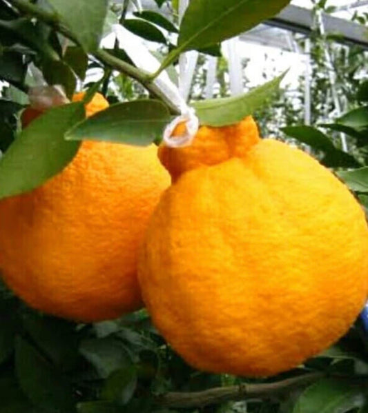 Shiranui Dekopon Mandarin Orange tree in Half Gallon Pot, Shiranui, Tangerine GRAFTED,  Florida Shipping Only
