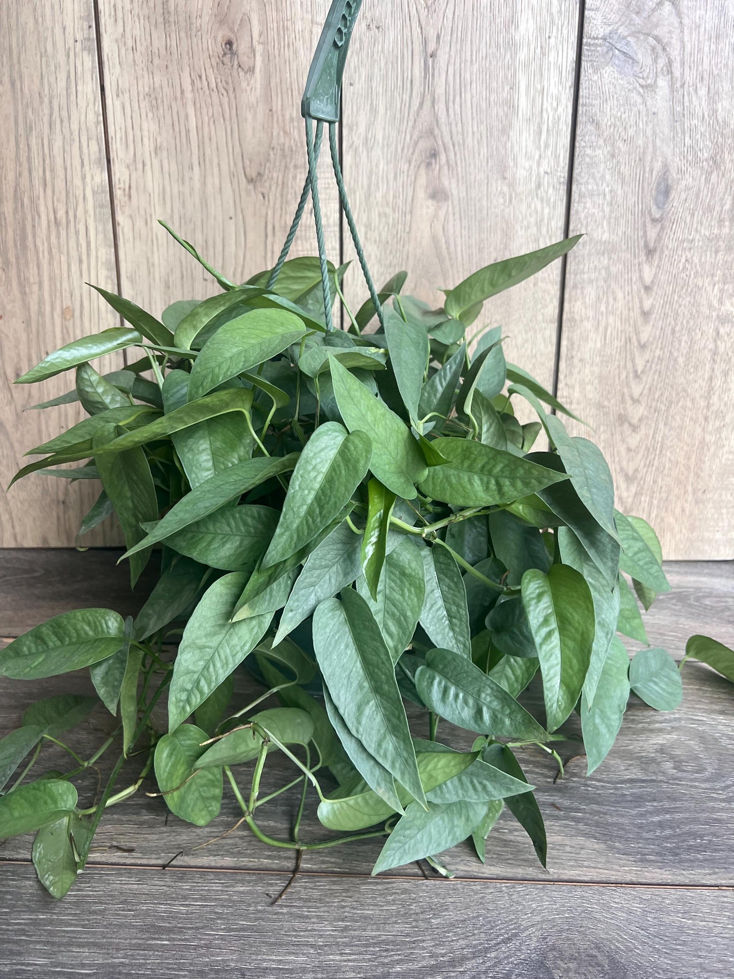 Cebu Blue Pothos in 8"HB Pot