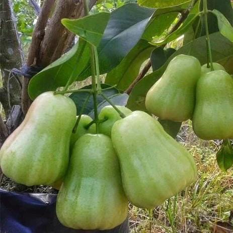 Green Wax apple, in 3 gallon, air layered, rose apple, jambu air, No Ship to CA and HI