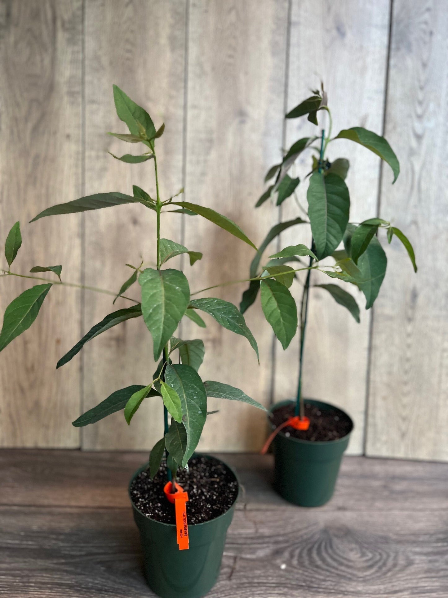 Rainbow Eucalyptus, deglupta, in half gallon Pot