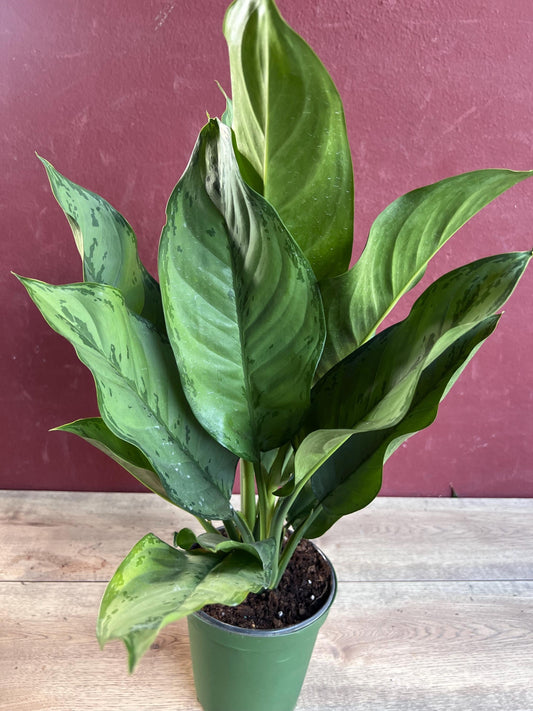 Aglaonema BJ Freeman, Chinese Evergreen, Arum Plant, Live House Plant,  in 6" Pot