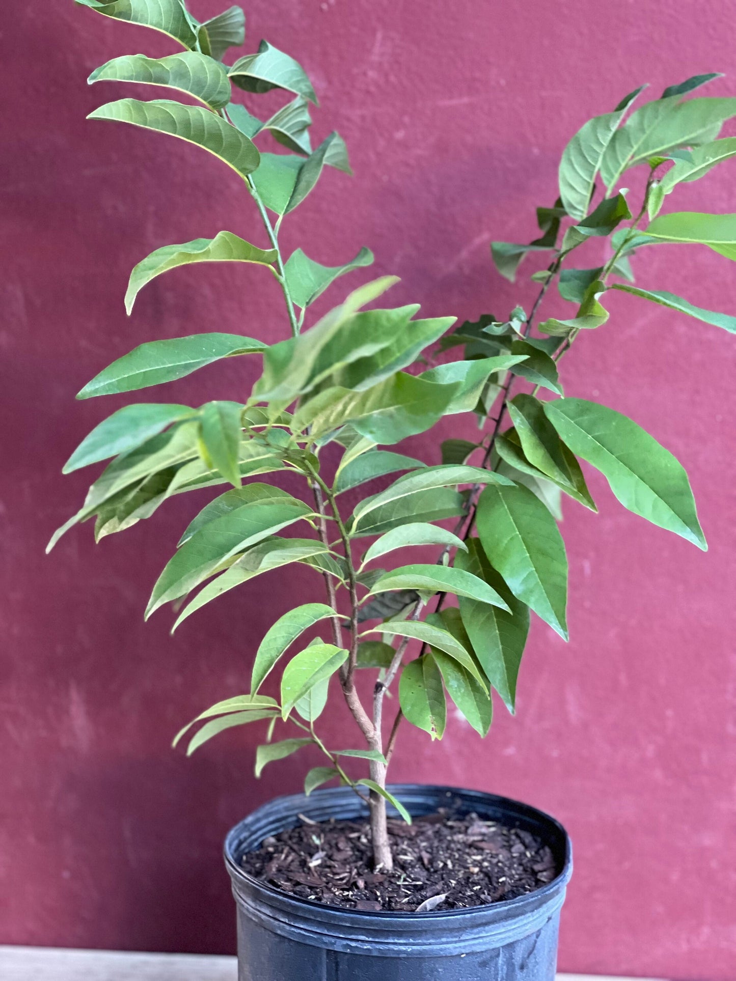 Sugar Apple in 10"  pot , Srikaya, Annona Squamosa, Sweetsop Tree