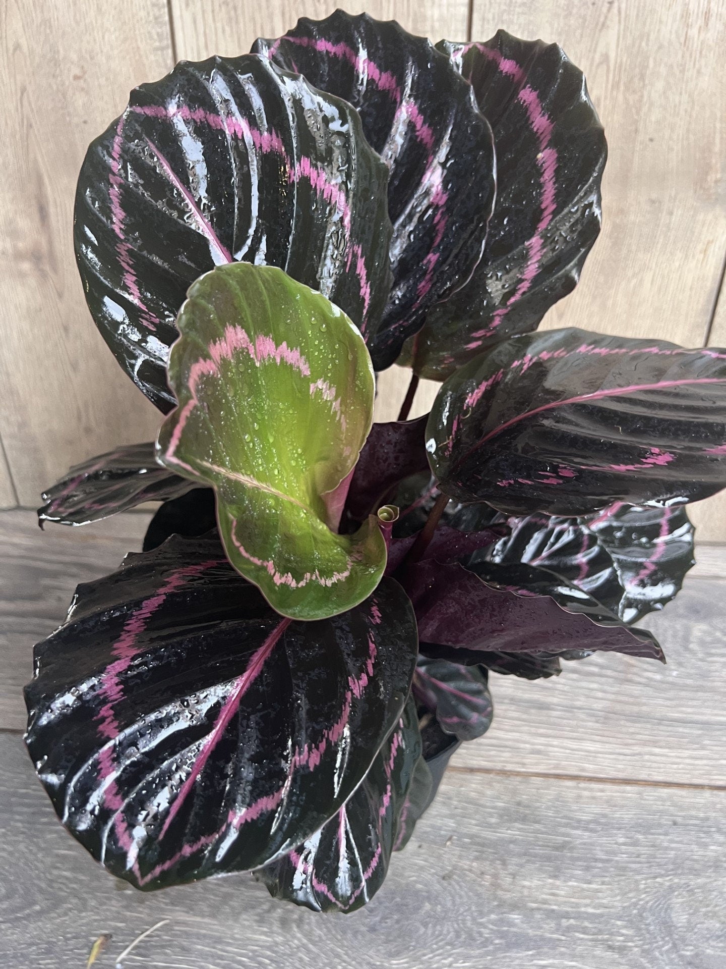 Calathea Dottie in 6" Pot, prayer plant