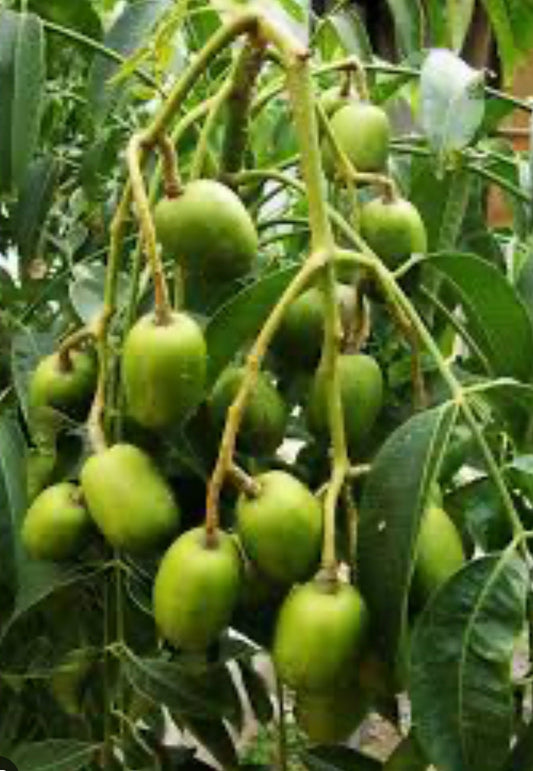 June Plum Dwarf, Ambarella Fruits,  Jewel Plums in 10" Pot, Kedondong, No Ship to CA and HI