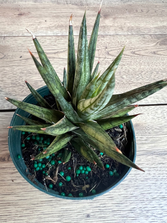 Sansevieria francisii 4”pot