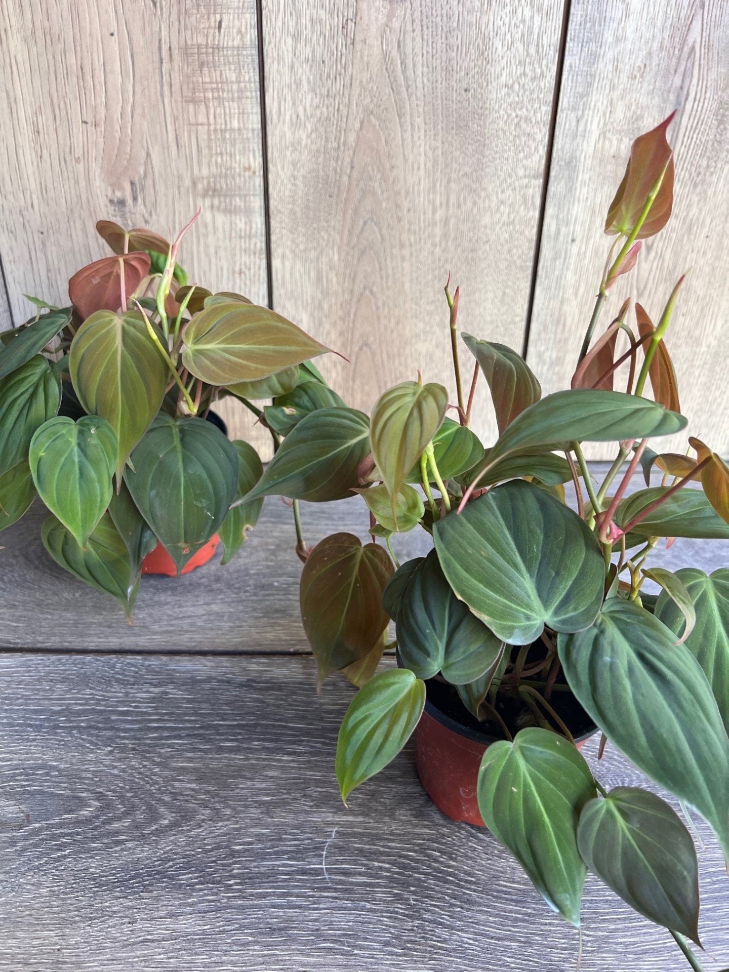Philodendron Micans in 4" Pot