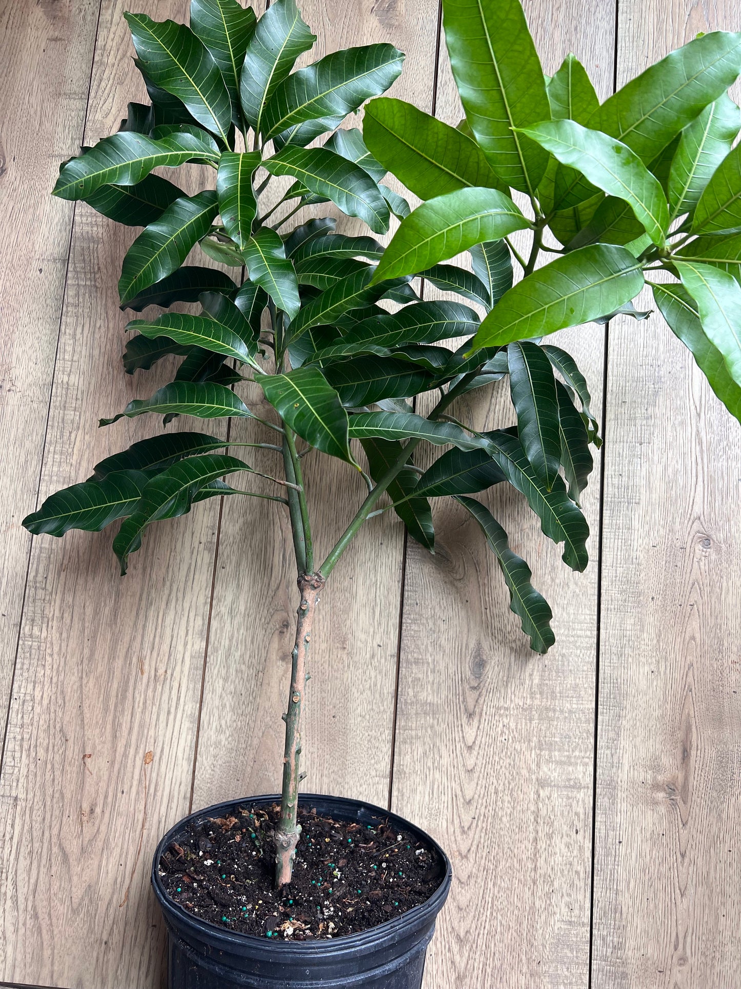 Alphonso mango Tree, Manguifera, grafted in 3 gallons pot, No Ship to  HI