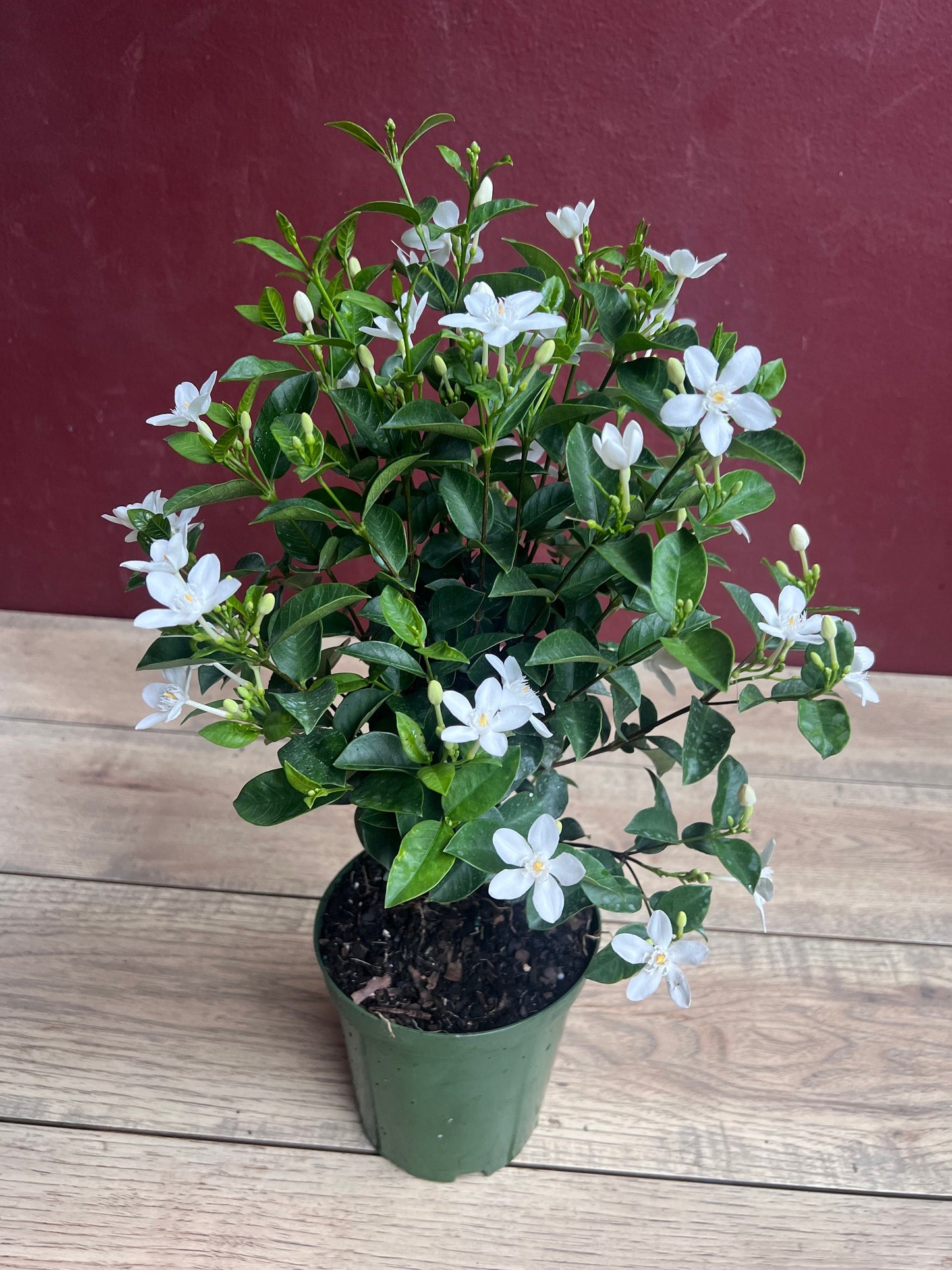 Asian Snow Jasmine in 6" Pot, house plant, indoor plant, outdoor plant