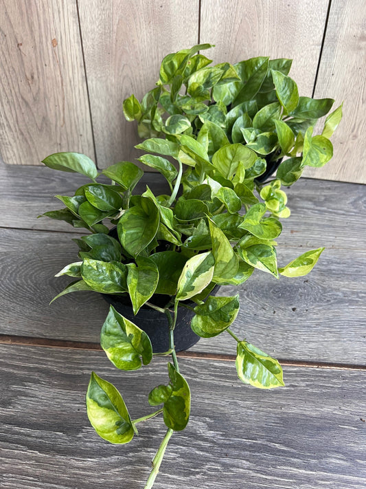 Epipremnum Lemon Meringue in 6" Pot, Lemon Meringue Pothos