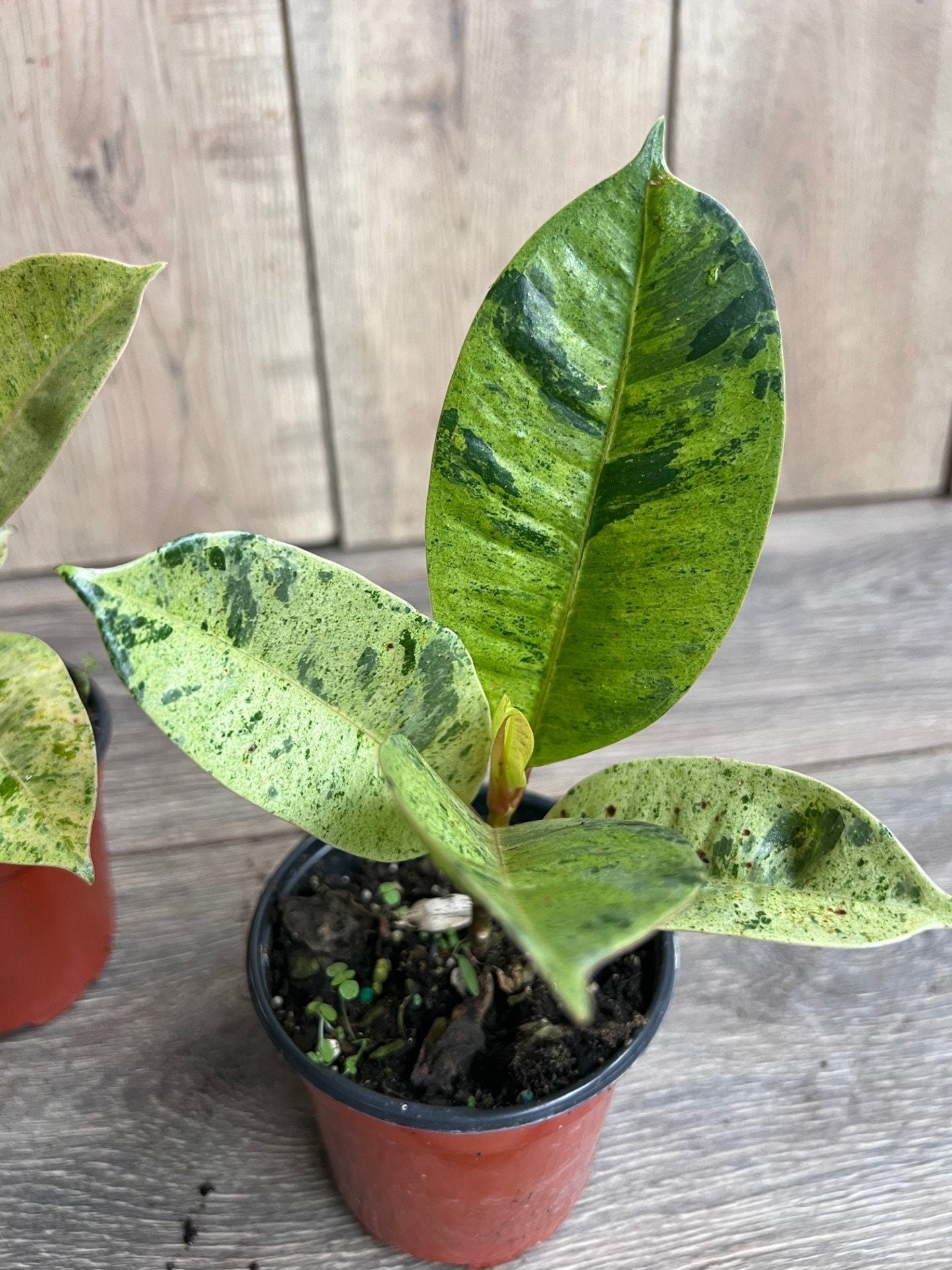 Ficus Shivereana Variegated in 4", Rare