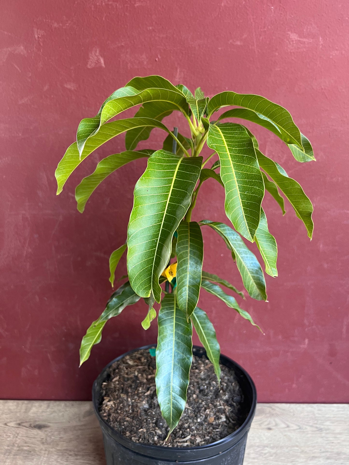 Kesar Mango Tree, grafted in 3 gallons pot, Gujarat Mango, No Ship to CA and HI