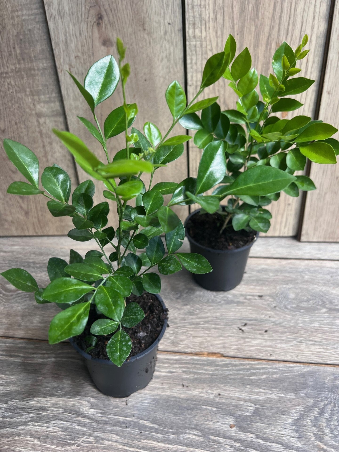 Orange Jasmine in 4" Pot, Murraya paniculata