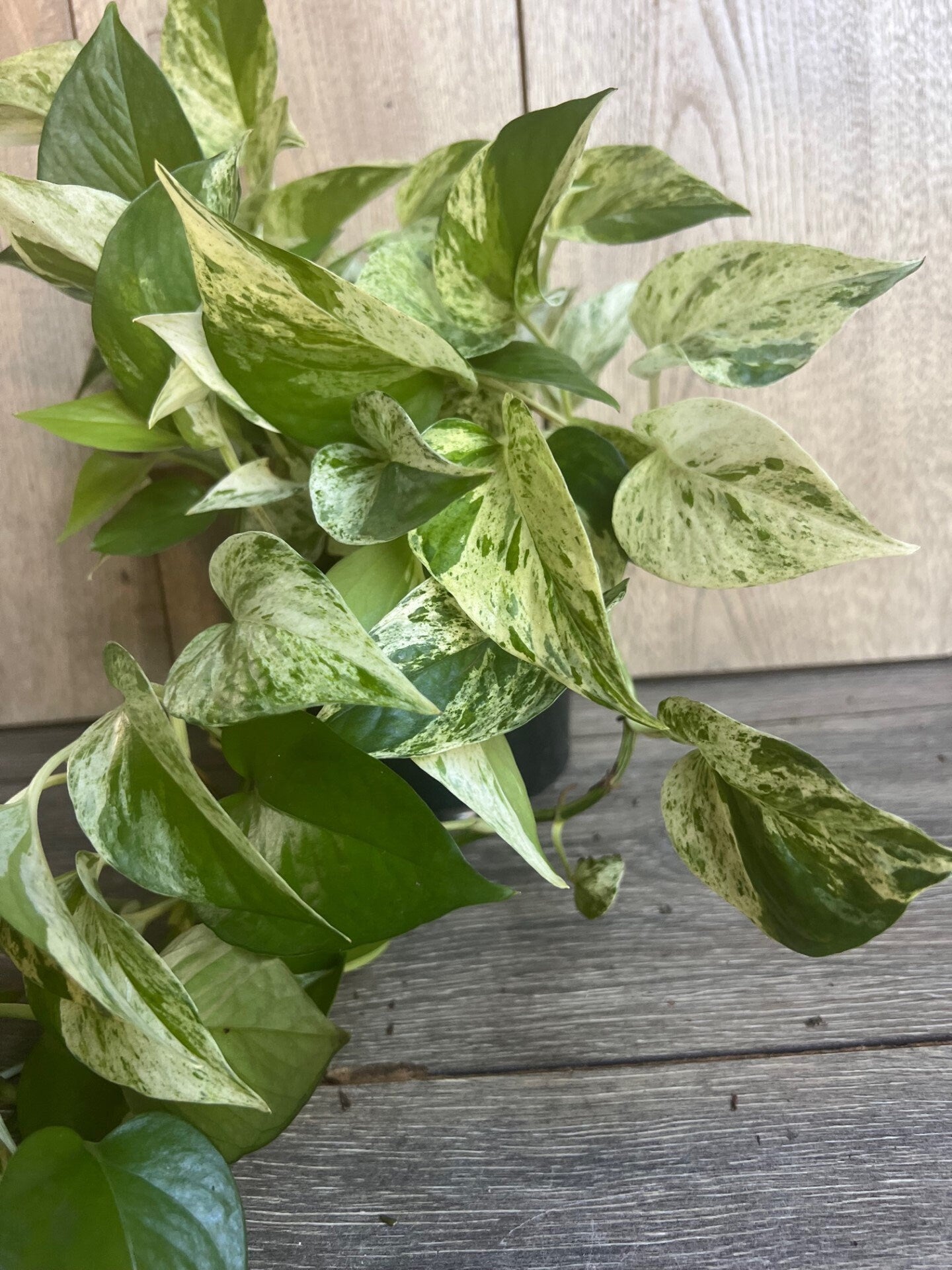 Marble Queen Pothos in 6" Pot