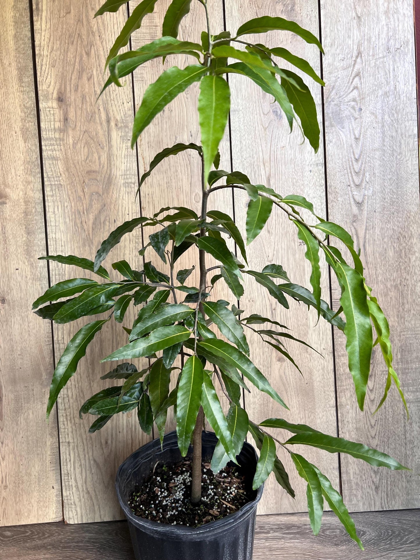 Mast Tree, Polyalthia longifolia in 3 gallon Pot