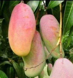 Maha Chanok mango , grafted in 3 gallons pot, Rainbow mango, No ship to HI