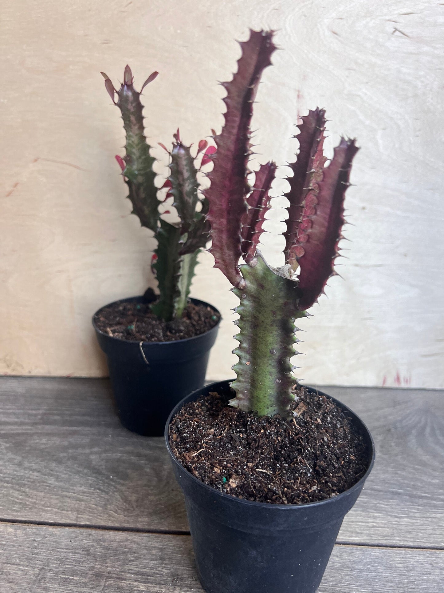 Trigona Purple in 4", African Milk Tree, Cactus, Succulent, Live plant