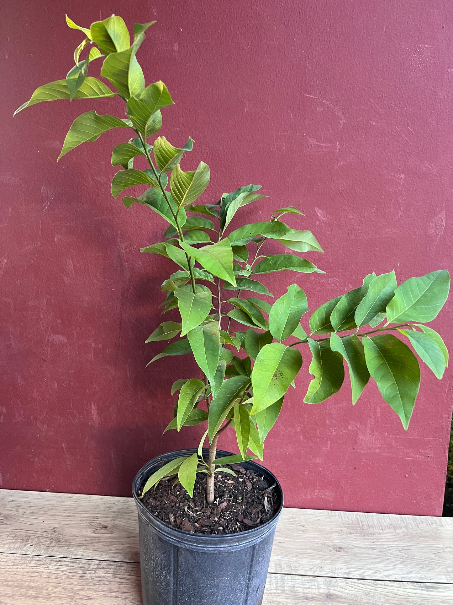 Sugar Apple in 10"  pot , Srikaya, Annona Squamosa, Sweetsop Tree
