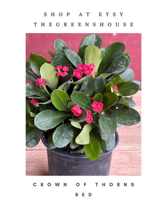 Crown of Thorns, Red in 6" Pot, Euphorbia milii
