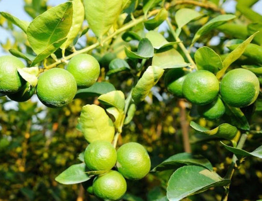 Key Lime Tree in half Gallon Pot, Grafted,  Florida Shipping Only