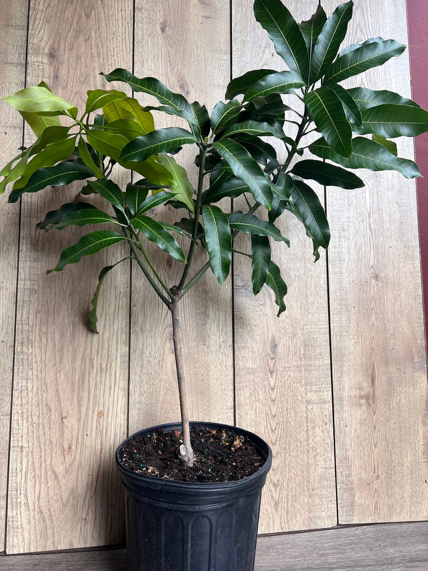 Alphonso mango Tree, Manguifera, grafted in 3 gallons pot, No Ship to  HI