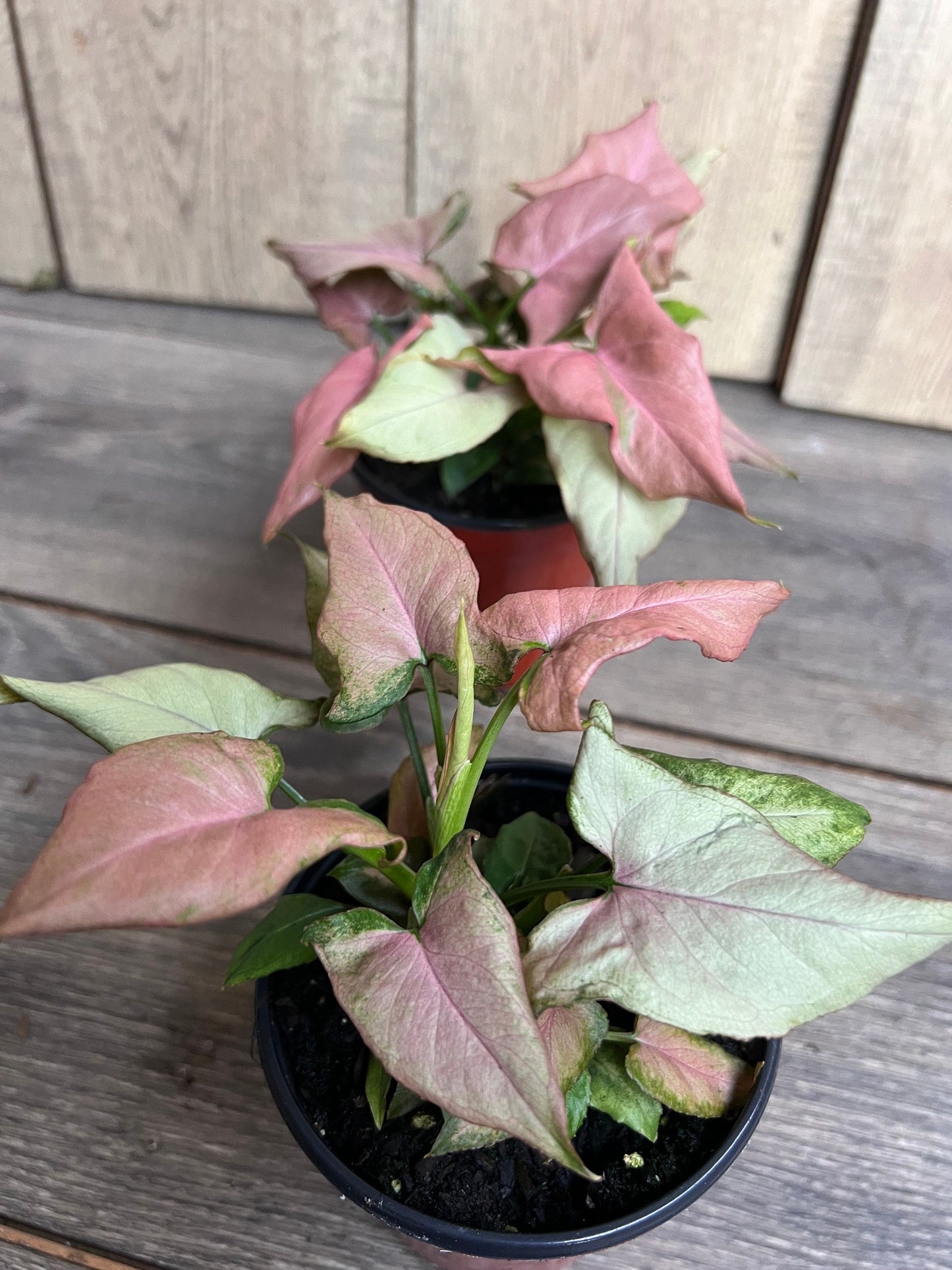 Syngonium Pink schott, Pink Perfection in 4' Pot