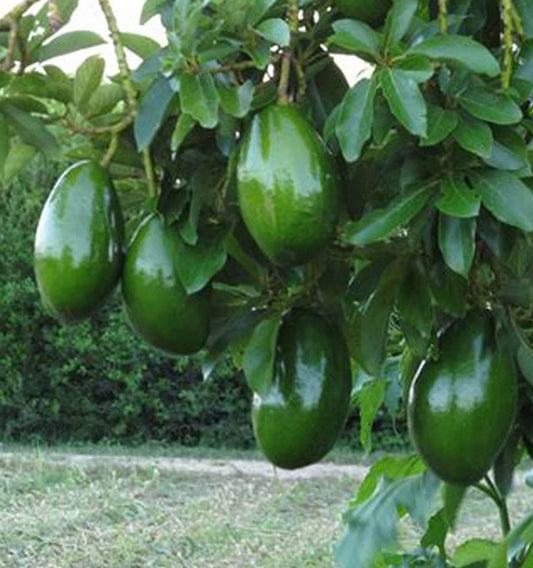 Avocado 'Choquette', Persia americana Tree  , Grafted in 3 Gallon Pot, No Ship to  HI