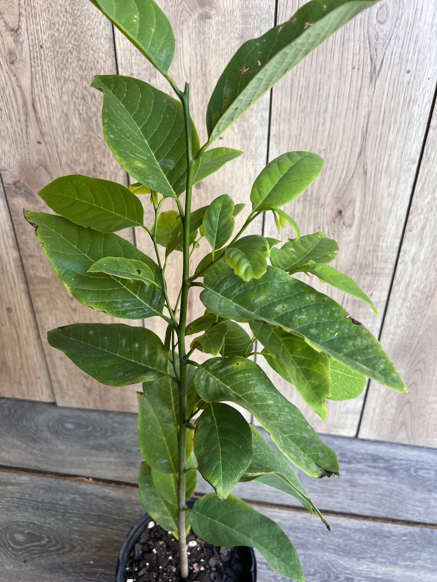 Sugar Apple in Half gallon pot , Srikaya, Annona Squamosa, Sweetsop Tree