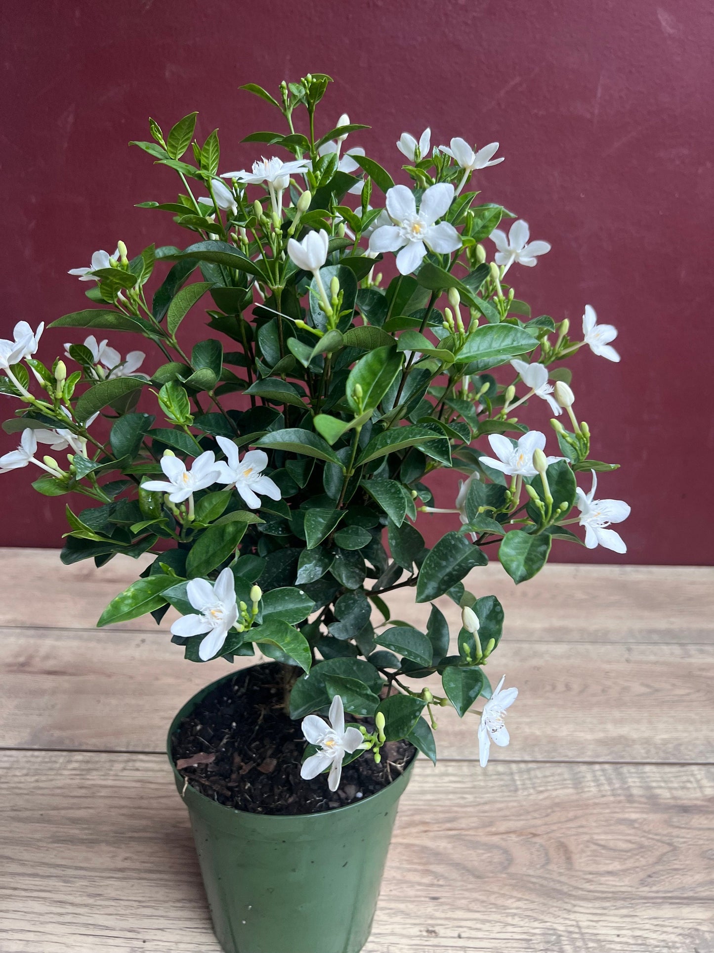 Asian Snow Jasmine in 6" Pot, house plant, indoor plant, outdoor plant