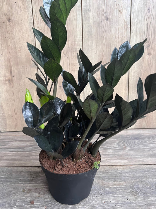 Black Raven ZZ, dark zz plant in 6" pot, Zamioculcas zamiifolia raven