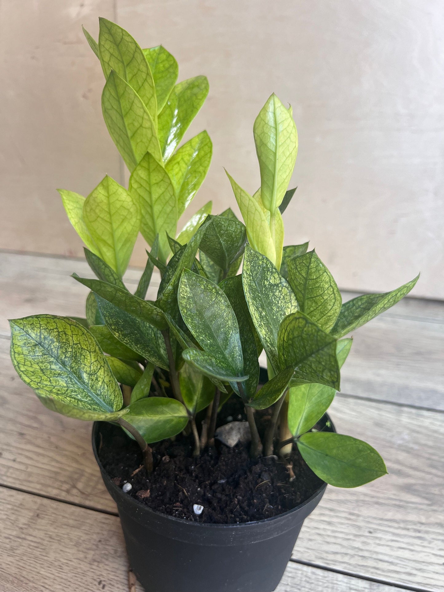 zz chameleon  in 6" pot,