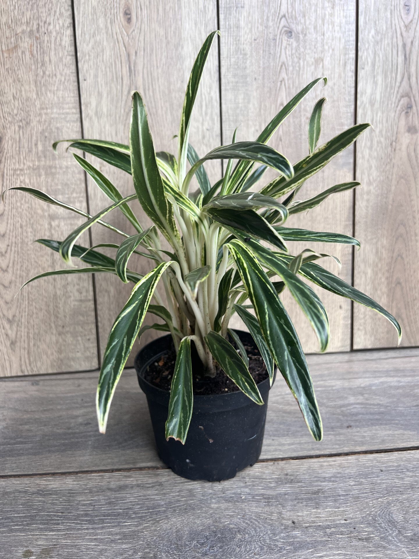 Aglaonema commutatum Rice in 6" Pot