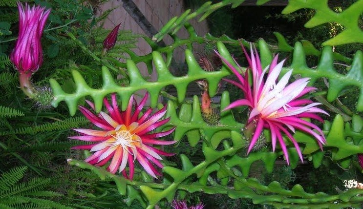 Anguliger Ric Rac Cactus, Epiphyllum , Zig Zag Cactus -in 4" Pot