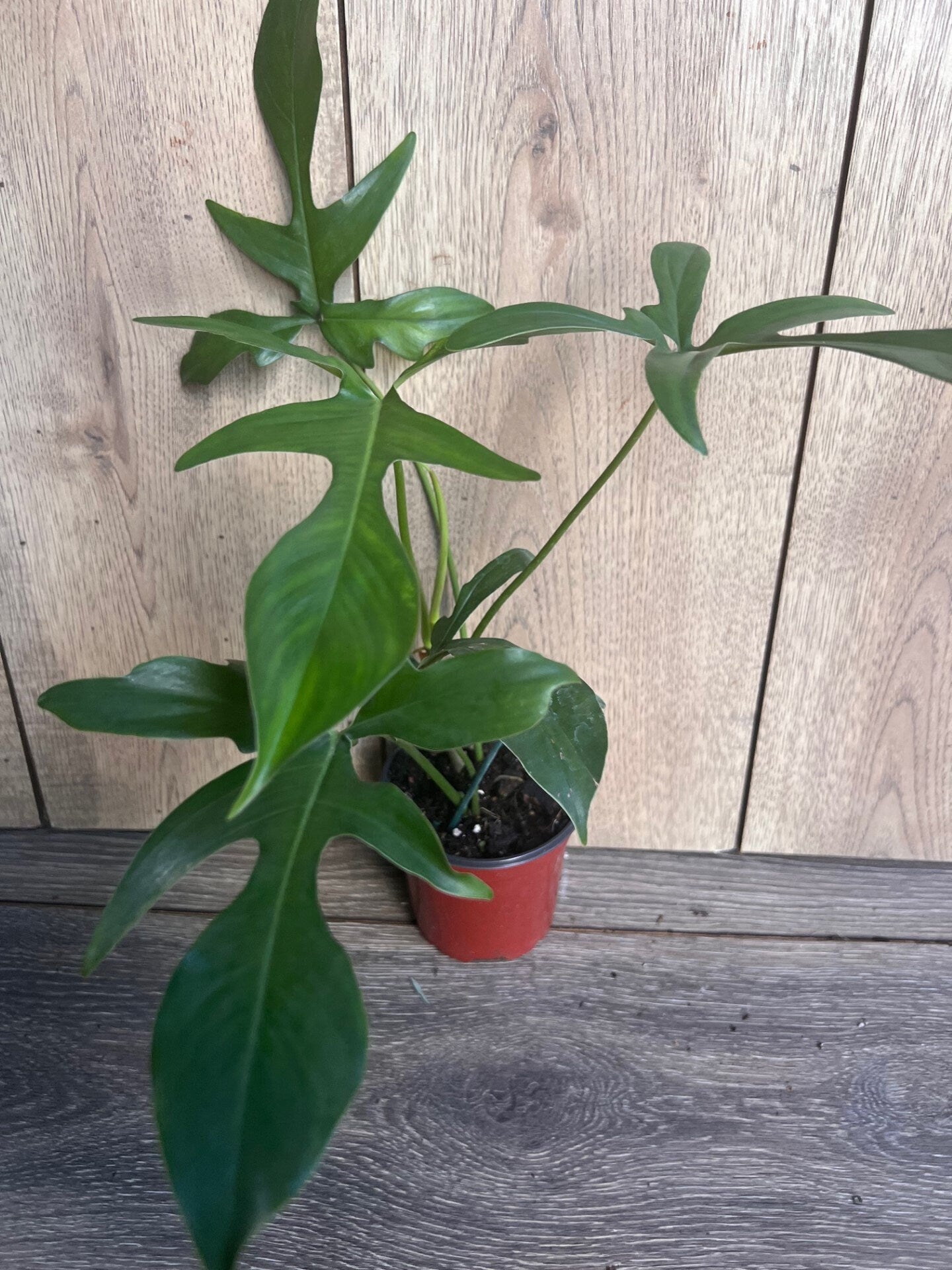 Philodendron Pedatum Glad Hands In 4" Pot