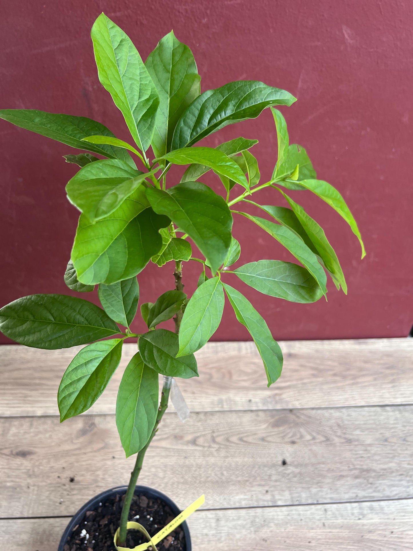 Catalina Avocado Tree  , Grafted in 6" Pot